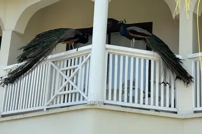 Image de 4-bdrm villa in lovely Puerto Plata has WiFi, gym, private pool and hot tub