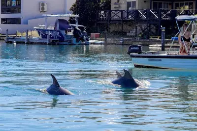 Image de Dolphin Retreat in Halls Head