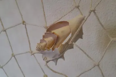 Image de Spotorno Center Really