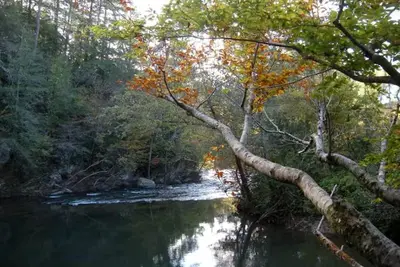 Image de Charming 2-bedroom cottage right on a 30’ wide whitewater creek in Reliance, Tn
