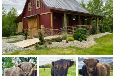 Image de The Stable at Dogwood Ridge Farms: Highland Cow and Mini Donkey Farm