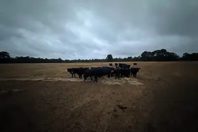 Image de Catterick Farm  ~ a farm in the forest