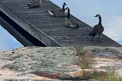 Image de Luxury 7 bedroom cottage for rent