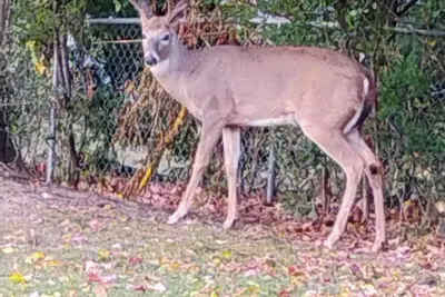 Image de Charming 2-bedroom house, with WiFi an Ac, country. Pool on property. Peaceful