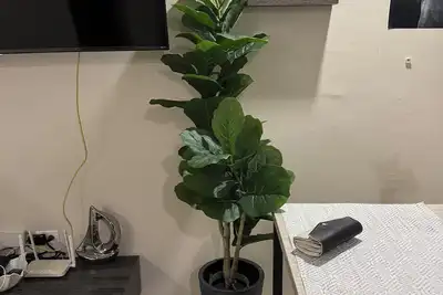 Image de Island Oasis, Portmore