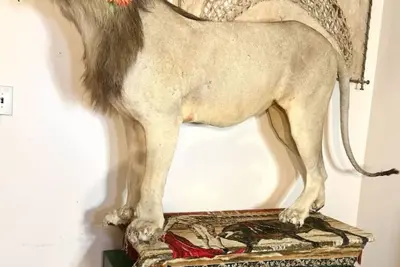 Image de The Lions Den - 3 Bedroom, Cozy Old Brooklyn Home near Zoo, downtown