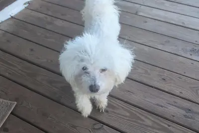 Image de 4-bedroom house in wonderful Philipsburg with WiFi, Ac