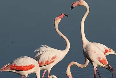 Image de 45m² proche gare jardin parking privé Plages à 5mn