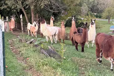 Image de Charming Llama villa at a Llama Farm with beautiful Mountain Views and Sun views