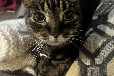 Image de 1-bedroom apartment in cool Austin with Ac