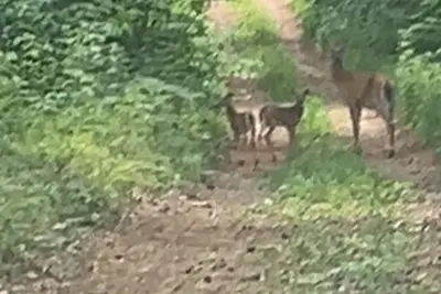 Image de Nature Retreat | Cabin on 40 Acres, 15 Mins from Beaches