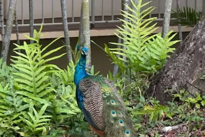 Image de Fancy Peacock in Hawaii with ocean views