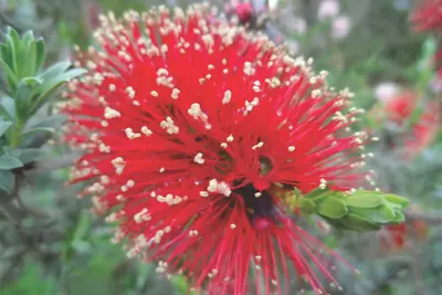 Image de Tennessee Hill Chalets