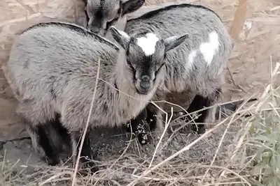 Image de Maison avec petite ferme et picine entre le Lubéron et les alpilles