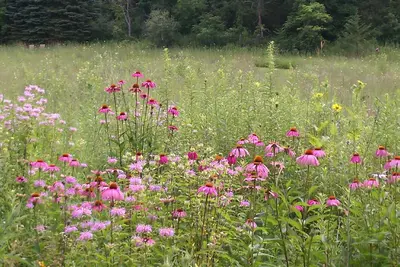 Image de Sweet Haven 5 Bedroom, Wildflower Meadow, Woods, Trails, Charming Stockholm, Wi