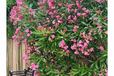 Image de Villa paisible dans le sud avec piscine\nAnimaux de compagnie acceptés!