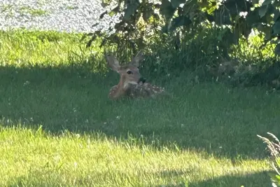 Image de Charming 3-bedroom family friendly country home in tranquil Cholchester.