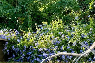 Image de Plumbago Blue vicinity Montemarcello Sarzana Lerici Portovenere 5Terre Versilia