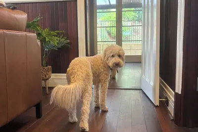 Image de Pawfect Retreat – 3Bed, Dog Lovers’ Luxe Heritage Home, 5 minutes to town!