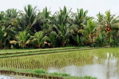 Image de Soma Uma Dhara private pool villa designed for soulful rest and natural luxury.
