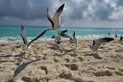 Image de Paraiso Marlin, Coral Family Penthouse Cancun