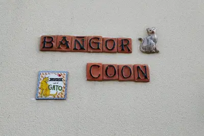 Image de Le Bangor Coon Appartement Liouba