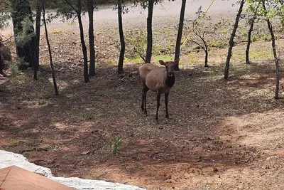 Image de Beautiful Cozy Strawberry Az. Getaway