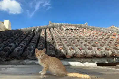 Image de Includes transfers and one night rental car Akag / Ishigaki Okinawa