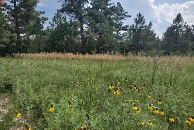 Image de One of two rustic cabins nestled in Rosebud Sicangu Lakota Oyate pine forest.