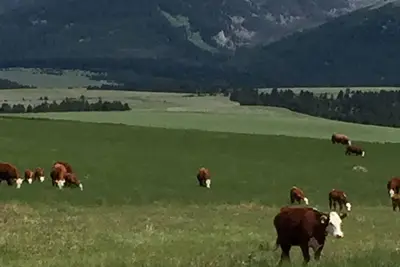 Image de \"Hereford House\" - Charming 4-bedroom farmhouse in quaint Townsend, Mt