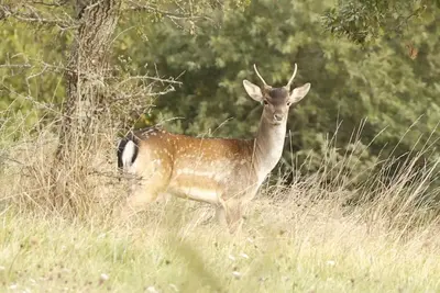 Image de Gite  Le Domaine Des Daims Proche Carcassonne