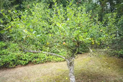 Fern House Rustic Modern Hiking Base Sequim