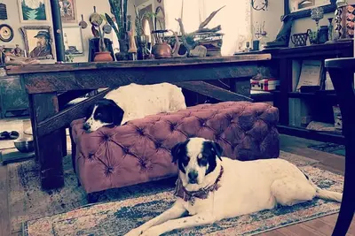 Image de Dog Heaven / Unique mountain home for artists, creators or tech start ups.
