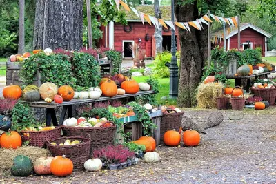 Image de Limited Time Offer Happy Halloween AllInclusiv / Ina Nagano