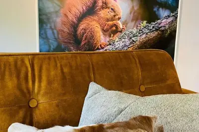 Image de Squirrel Cottage – cosy holiday home in Hoge Kempen near Maastricht