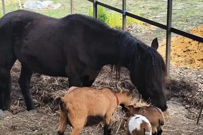 Image de Ancient millstone of Etna