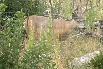Image de Mountain Living in Pine Creek, Montana-1 Bedroom with Spacious Loft