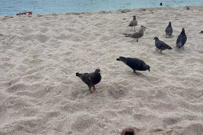 Image de All Inclusive Hotel- Montego Bay, Jamaica