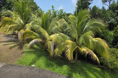 Image de Beautiful view with 3 bedrooms. Located in Grand bay. 25 minutes from Roseau