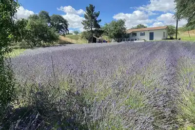 Image de Secluded cottage on a lavender and goat farm nestled in the hills of Sonoita.