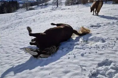 Image de Appartement de vacances à Saint-Pierre avec balcon