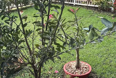 Image de House 5 minutes walk to the beach