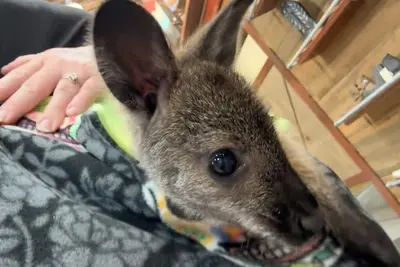 Image de Conestoga Wagon 1 - experience wild west luxury meets wildlife encounters!