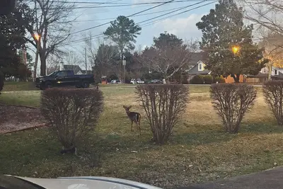 Image de Cozy home in Athens, Ga
