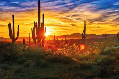 Image de The Phoenix Family Oasis