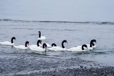 Image de Coipomo estuary beach, Ancud.