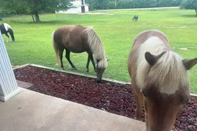 Image de Charming 3-bedroom farm house. Love horses and nature? Nature at its best.