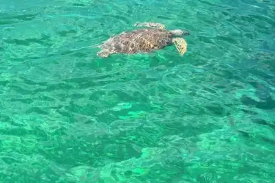 Image de Abaco's New Luxury Resort…. Beach, Marina, Pool and More! Come See Our 2br/2Bath