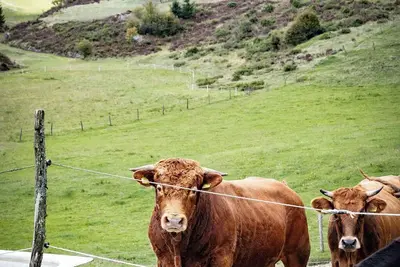 Image de Tdi - Cozy 2-bedroom apartment in nature