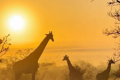 Image de Stylish 4 Bedroom Villa in Dombeya Game Reserve- Your Perfect Eswatini Safari!